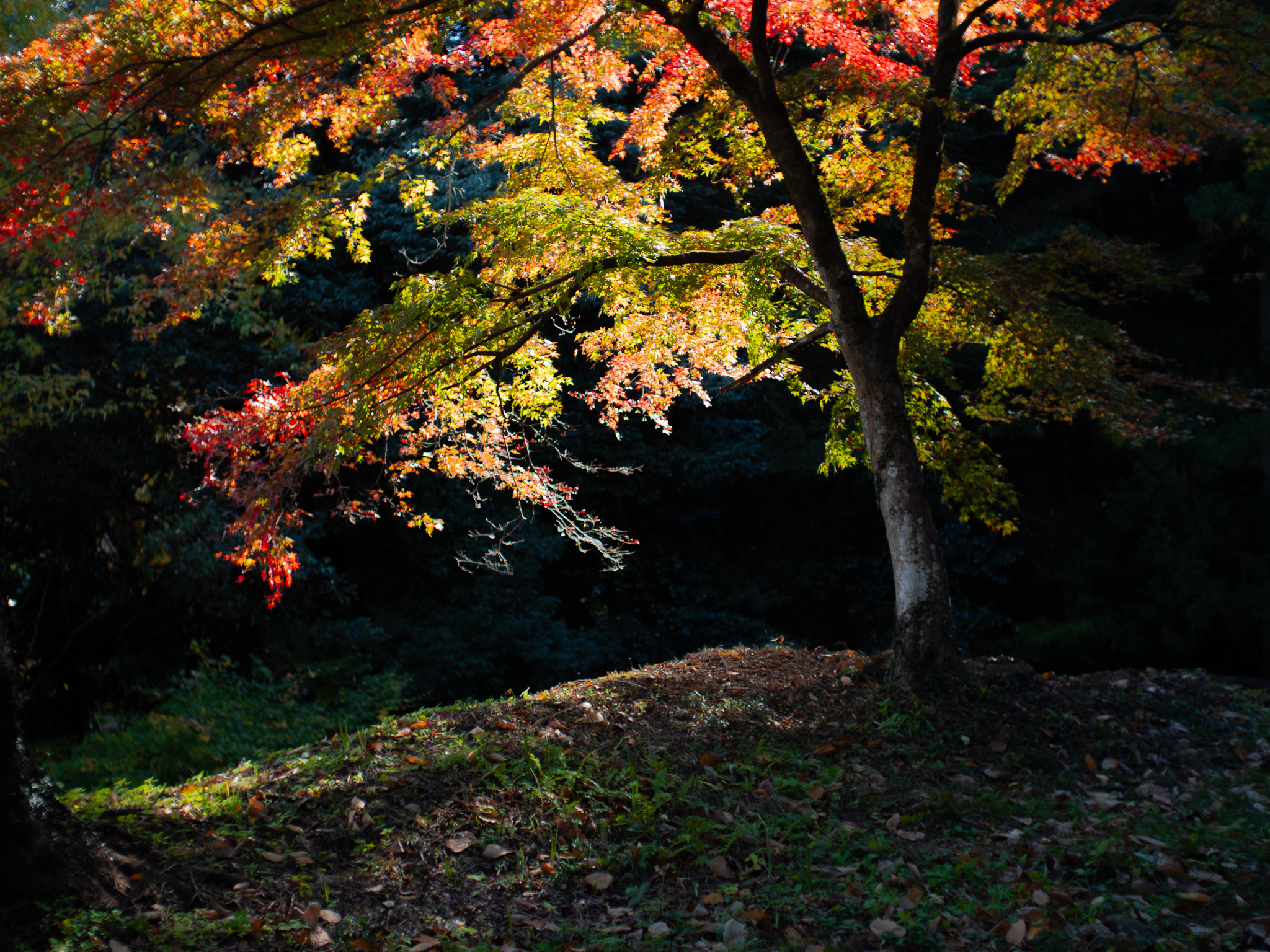 作品名：イベント